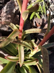 Echeveria paniculata