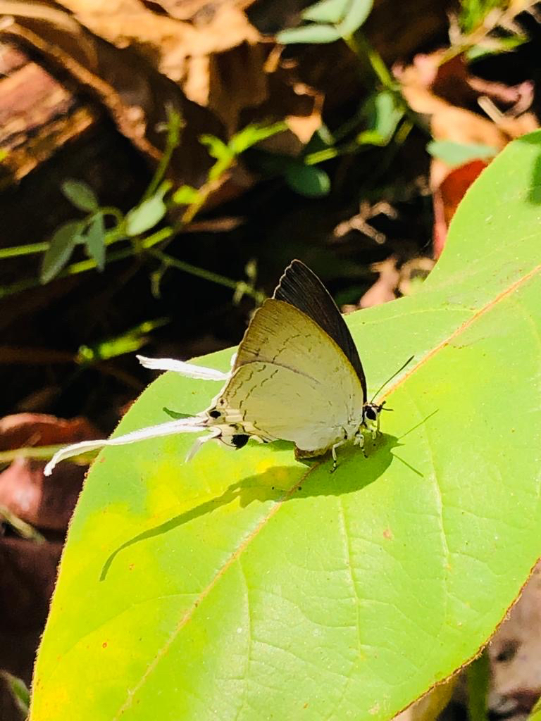 Common Imperial