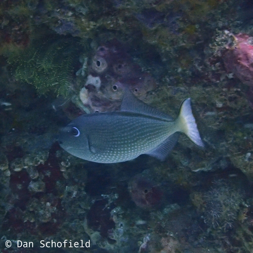 Gilded Triggerfish — seen at this dive site
