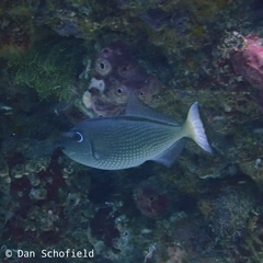 Xanthichthys auromarginatus