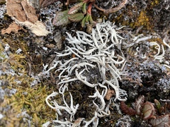 Thamnolia vermicularis vermicularis