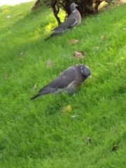 Columba palumbus