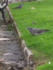 Columba palumbus