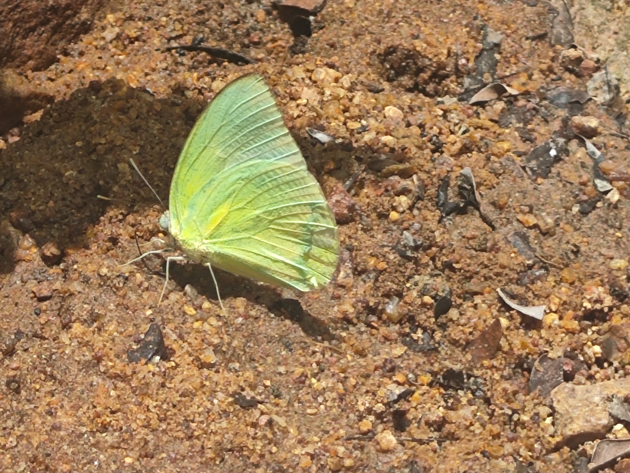 Lemon Emigrant