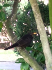 Turdus merula