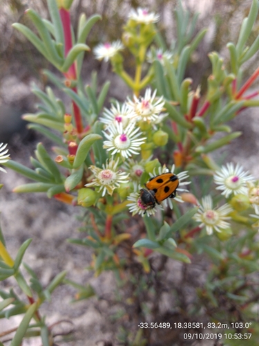 Image of Ruschia indecora by (c) Seth Musker, some rights reserved (CC BY)