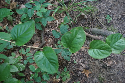 Bay starvine (Schisandra glabra)