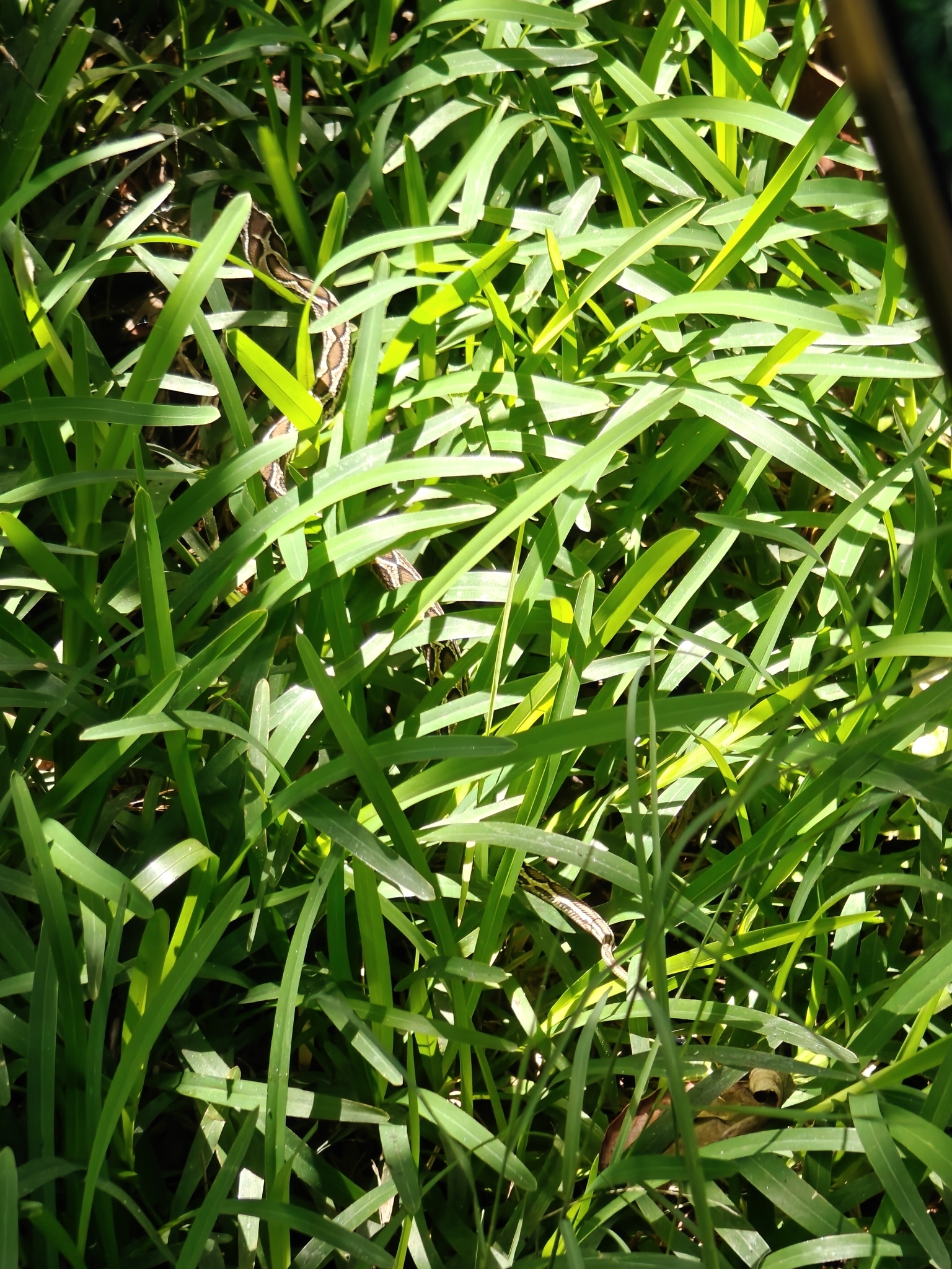 Russell's Viper