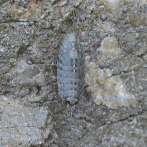 Western Sea Slater photo 5