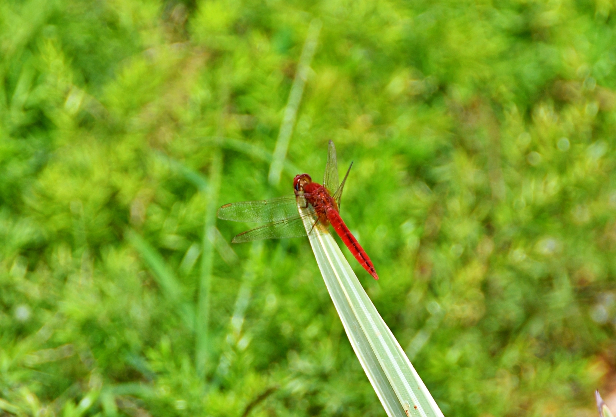 Scarlet Skimmer