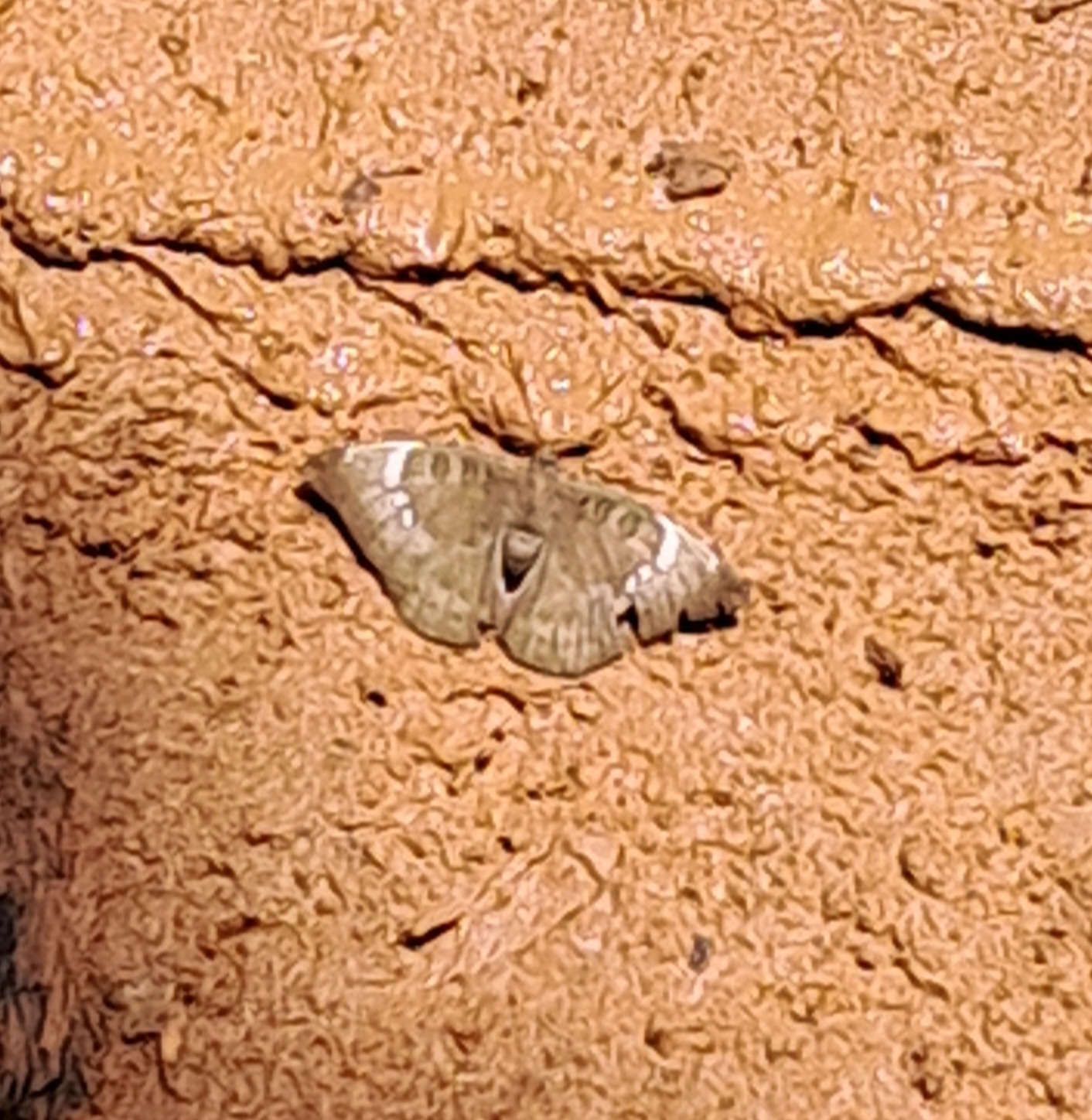 Common Baron