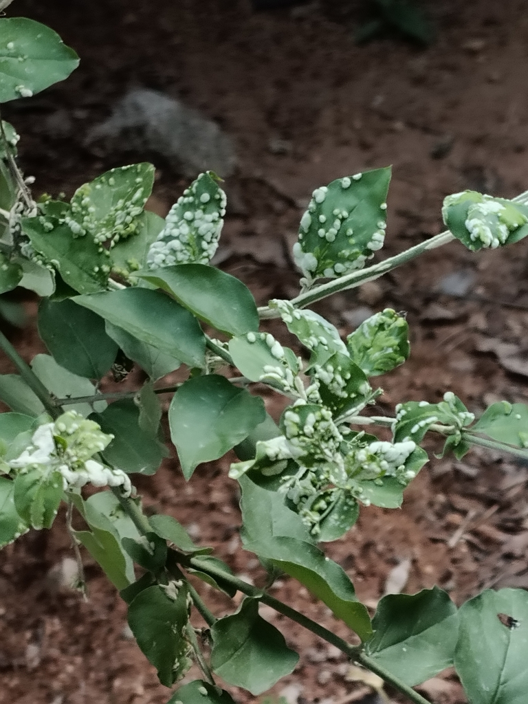 Rust Insect India Gall and Rust Mites from Valley Apartments, P Janardhan Reddy Nagar ...