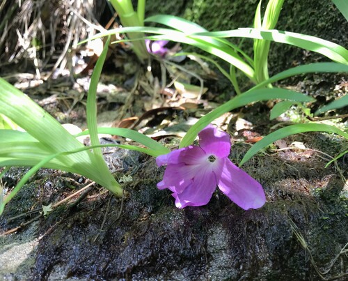 Rhododendron nudipes iNat (1)