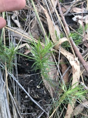 Hibbertia fasciculata