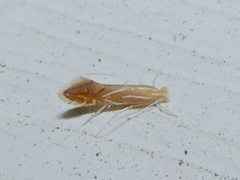 Phyllonorycter basistrigella