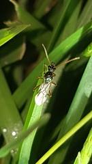 Poneracantha triangularis