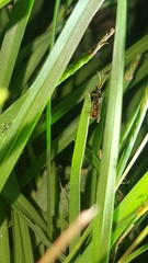 Poneracantha triangularis