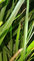Poneracantha triangularis