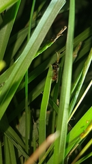 Poneracantha triangularis