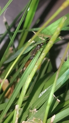 Poneracantha triangularis