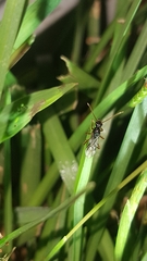 Poneracantha triangularis