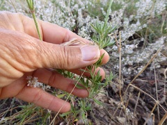 Eriogonum wrightii membranaceum