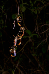 Eustenogaster eximia