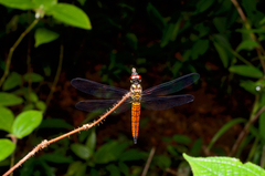 Lyriothemis defonsekai