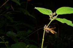 Scytoceroides ceylonensis