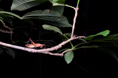 Scytoceroides ceylonensis