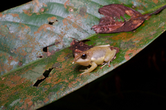 Pseudophilautus abundus