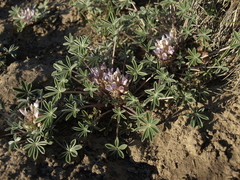 Lupinus lepidus utahensis