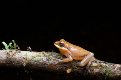 Pseudophilautus hoipolloi