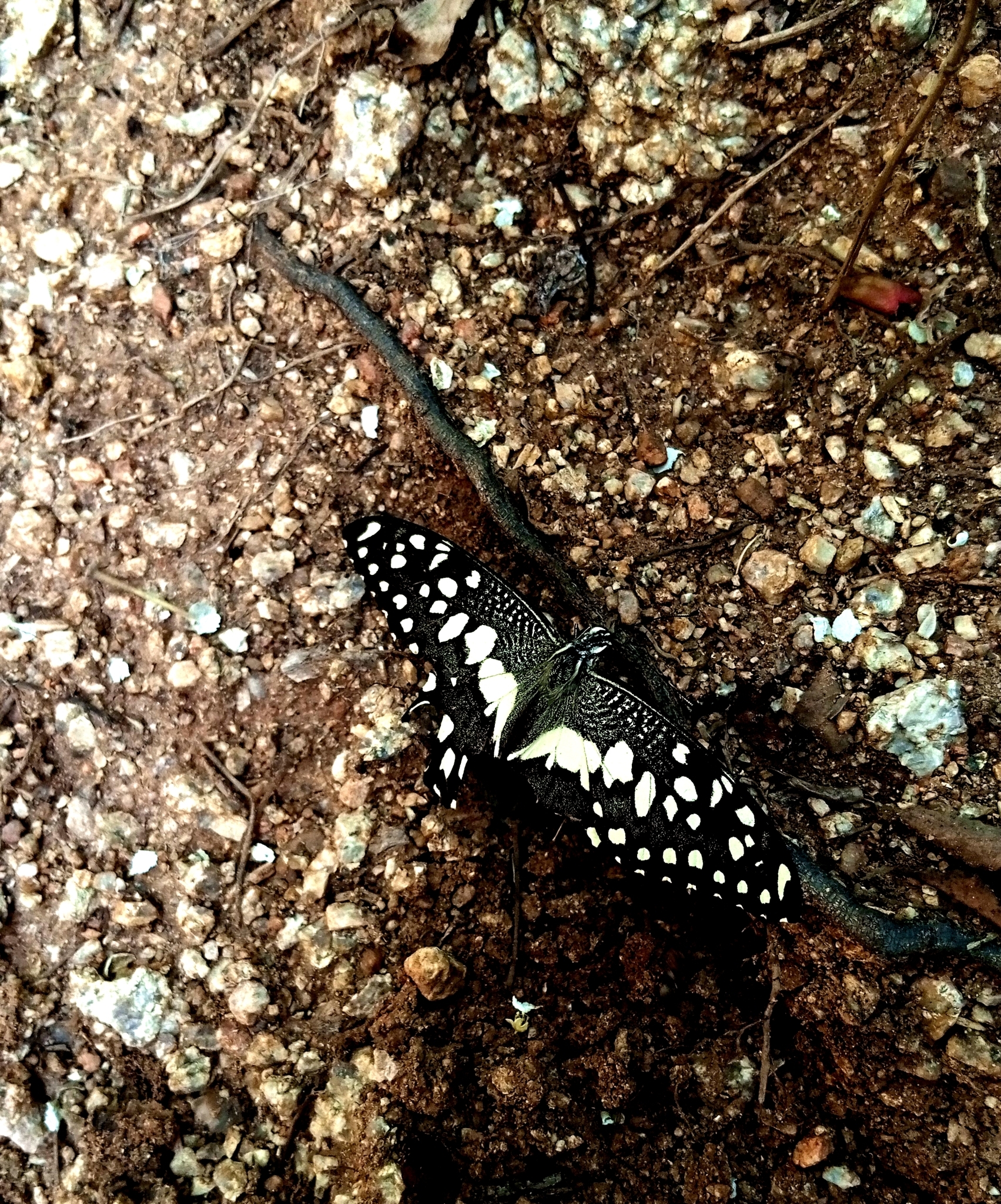 Lime Swallowtail