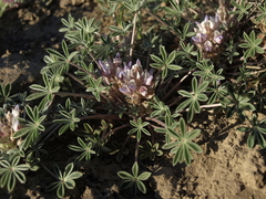 Lupinus lepidus utahensis