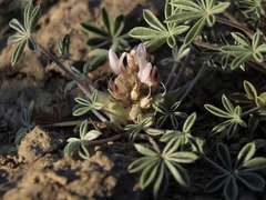 Lupinus lepidus utahensis