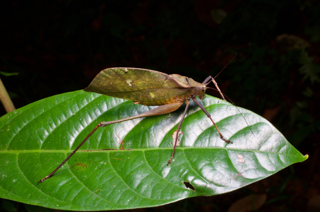 Aulocrania