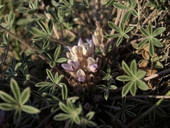 Lupinus lepidus utahensis