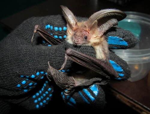 Ognev's Long-eared Bat