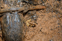 Minervarya kirtisinghei