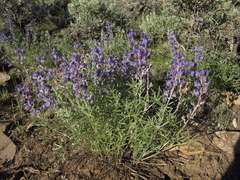 Lupinus argenteus montigenus