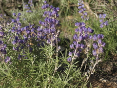 Lupinus argenteus montigenus