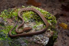 Dendrelaphis caudolineolatus
