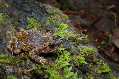 Ceylon Streamlined Frog photo 3