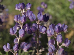 Lupinus argenteus montigenus