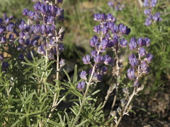 Lupinus argenteus montigenus