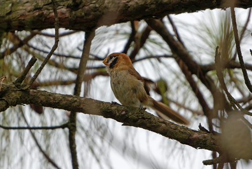 Spot-breasted Parrotbill (Paradoxornis guttaticollis), photo 3