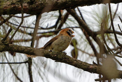 Spot-breasted Parrotbill (Paradoxornis guttaticollis), photo 4