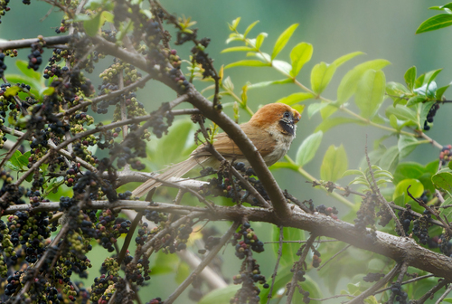 Spot-breasted Parrotbill (Paradoxornis guttaticollis), photo 9
