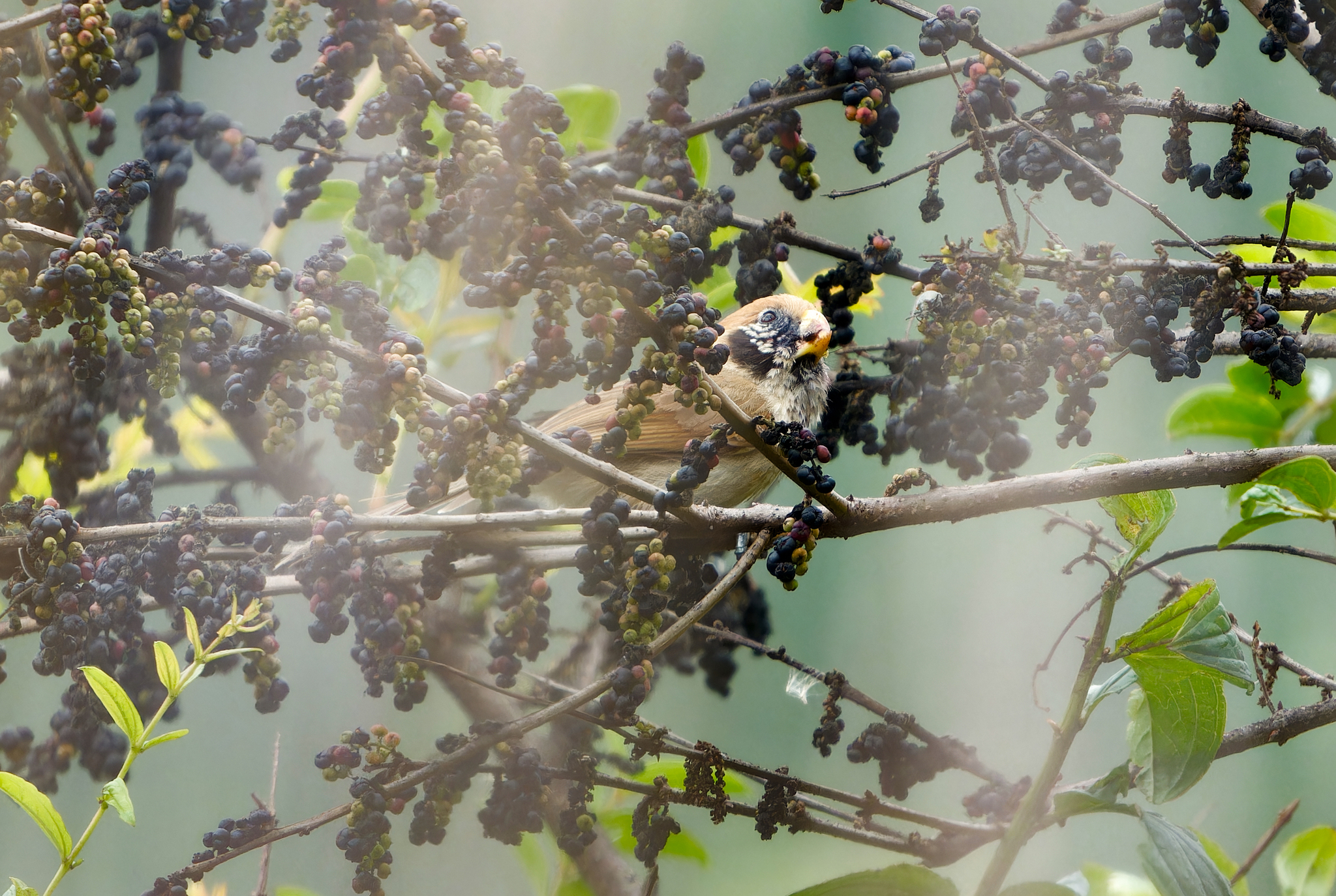 Spot-breasted Parrotbill